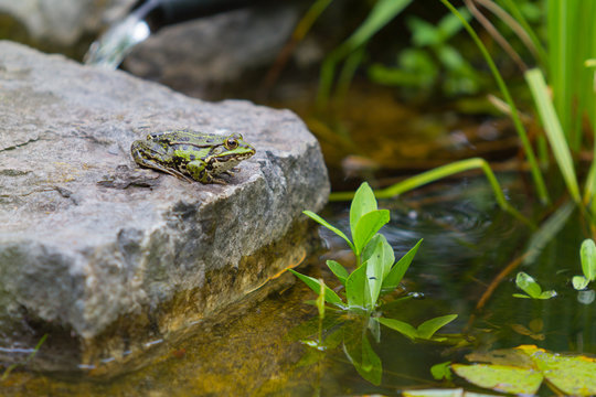 Frog resting on a Stone in a Pond on a sunny stone