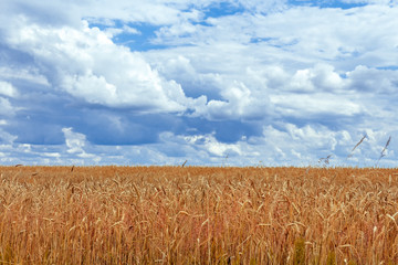 Fototapeta na wymiar Field with wheat and stacks against the blue sky with clouds on a summer day