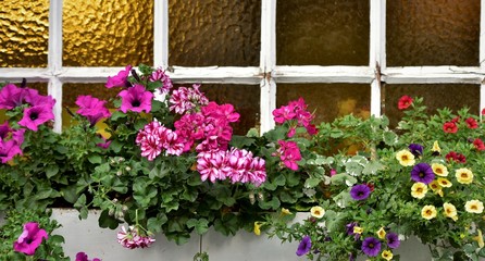 fenêtre fleurie