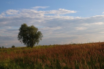 Fototapeta na wymiar Tree on the meadow