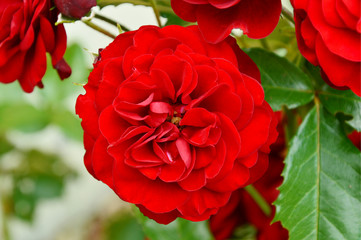 climbing red roses in the garden.
Red Flower in the garden.