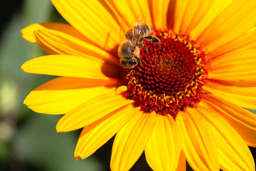 Biene bestäubt Sonnenhut (Echinacea) 