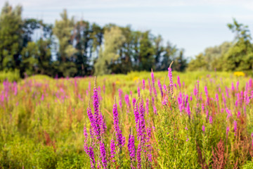 Naklejka premium Exuberant flowering Purple Loosestrife in the foreground of a nature reserve