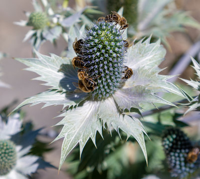 Gigantische Eselsdistel (Onopordum acanthium)