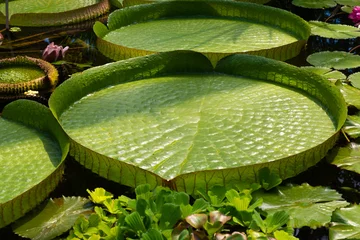 Crédence de cuisine en verre imprimé Nénuphars Blätter der Riesen-Seerosee (Victoria Amazonica) 