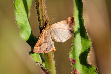Schmetterling, Falter auf einer Pflanze