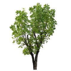 Obraz premium Tree isolated on a white background, Tree for design or decoration work.