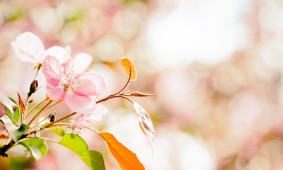 Beautiful cherry blossom springtime sunny day garden landscape. Blossoming pink petals fruit tree branch, tender blurred bokeh background. Shallow depth of field, copy space.