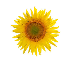 Sunflower close-up isolated on white background.