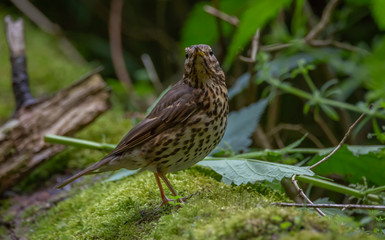 Song thrush bird