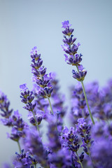Beautiful flowers of blooming lavender with clear blue background. Summer, Czech Republic.