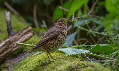Song thrush bird