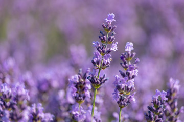 Beautiful flowers of blooming lavender with blurred purple background. Summer, Czech Republic.