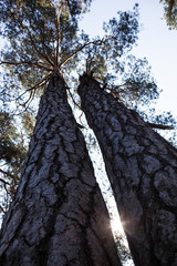 Silhouettes of two thick pine tree trunks and tops