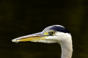 Wild grey heron (Ardea cinerea) on hunt in the River Thames - Richmond upon Thames, United Kingdom