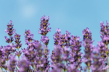 Beautiful flowers of blooming lavender with a clear blue sky on background. Summer, Czech Republic.