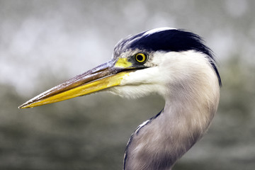 Wild grey heron (Ardea cinerea) on hunt in the River Thames - Richmond upon Thames, United Kingdom