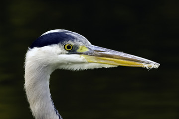 Wild grey heron (Ardea cinerea) on hunt in the River Thames - Richmond upon Thames, United Kingdom