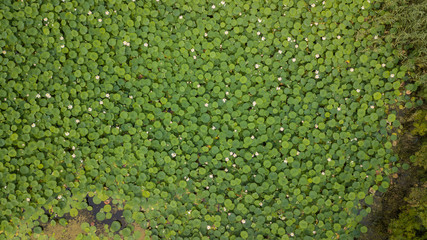 Stunning Aerial Drone Stock Photography of Flowering of lotuses on the lake near the road. Lotus Komarova in Krasnodar Krai of Russia. Flowering Of Lotus On The Lake.