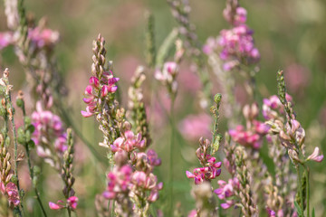 Esparcet pink flowers (Onobrychis viciifolia). Blossoming Sainfoin or Holy-clover wildflowers. Summer, Czech Republic, Northern Bohemia.