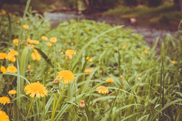 Grass field with dandelions filtered