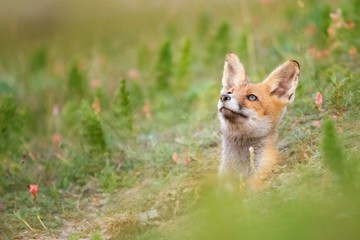 Young Red Fox looks out of his burrows