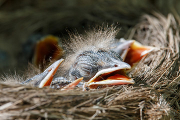 Newborn fieldfare (Turdus pilaris) naked chicks lying in the nest. Little birds with slightly fluffy heads and with open beaks. Wildlife scene from spring forest. 
