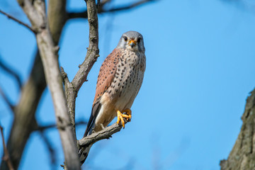 Common kestrel (Falco tinnunculus), male, perching on the branch on clear blue background. The wild bird of prey European kestrel or Eurasian kestrel sitting in full face against blue sky. 