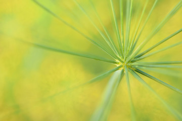 Green geometric lines on yellow blurry background of closeup of dill flower.