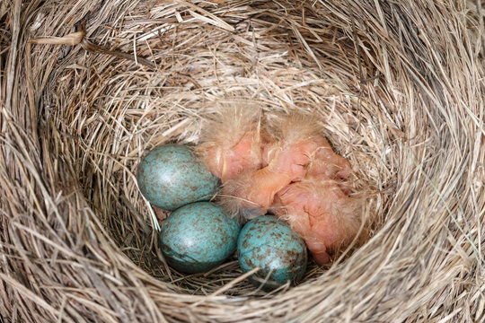 Fieldfare (Turdus pilaris) nest with three blue eggs and three newborn naked chicks. Little pink newborns lying next to turquoise eggs. Wildlife scene from spring forest. 