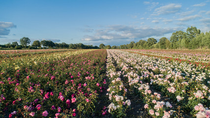 Luftaufnahme von bunten Rosenfeldern