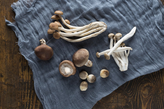 Various types of mushrooms