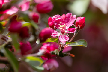 Blossoming apple tree. Saturated pink flowers and green leaves with blurred background. Sweet fragrance of spring.