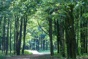 Summer morning landscape. Trees in a light haze. Gentle morning sunlight in the park. Czech Republic, Northern Bohemia.