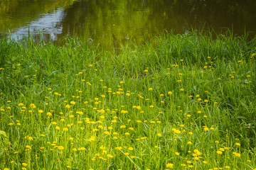 Grass field with dandelions