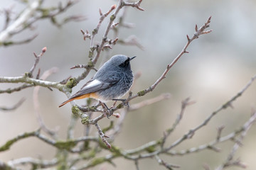 Black redstart, male, perching on branch with blurred background. Tithy's redstart, blackstart or black redtail (Phoenicurus ochruros) is beautiful songbird with orange tail. Spring, Czech Republic.