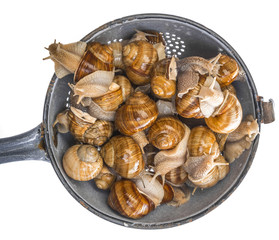 snail (Helix pomatia) - Burgundy snail - edible snail isolated on a white background
