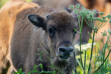 Fototapeta premium Young Wisent calf - european Bison