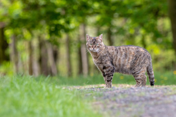 Tabby cat in the forest with green blurred background. Striped cat standing on a path in the park. Summer, Czech Republic.