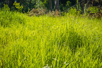 Green grass in the park