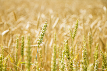 Green and yellow wheat field background. Agriculture cereal harvest growing in nature. Raw food plant