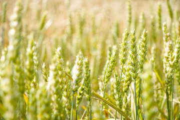 Green wheat field background. Agriculture cereal harvest growing in nature. Raw food plant