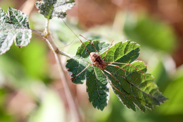 Weberknecht auf Blatt 