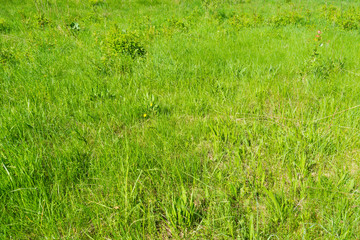 Green grass in the park