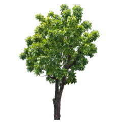 Obraz premium Tree isolated on a white background, Tree for design or decoration work.