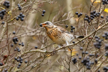 Fieldfare (Turdus pilaris) with black berry in his mouth. The thrush with slate-grey head and boldly speckled breast sitting on bush of amelanchier also known as shadbush, shadwood or shadblow.
