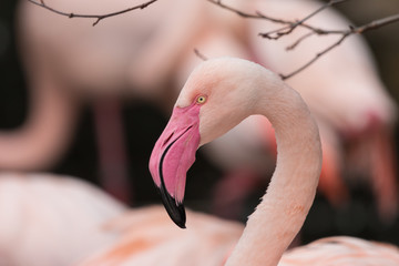 Greater flamingo (Phoenicopterus roseus) portrait with blurred black and pink background. Beautiful pink bird with long neck, big vivid pink beak and yellow eyes.