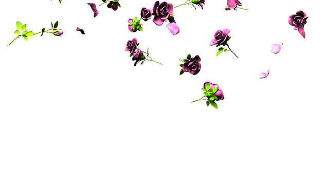 Falling Pink Roses On White Background.3DCG render Animation.