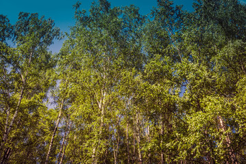 Green trees in summer park retro