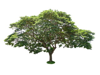 Fototapeta na wymiar Tree isolated on a white background, Tree for design or decoration work.